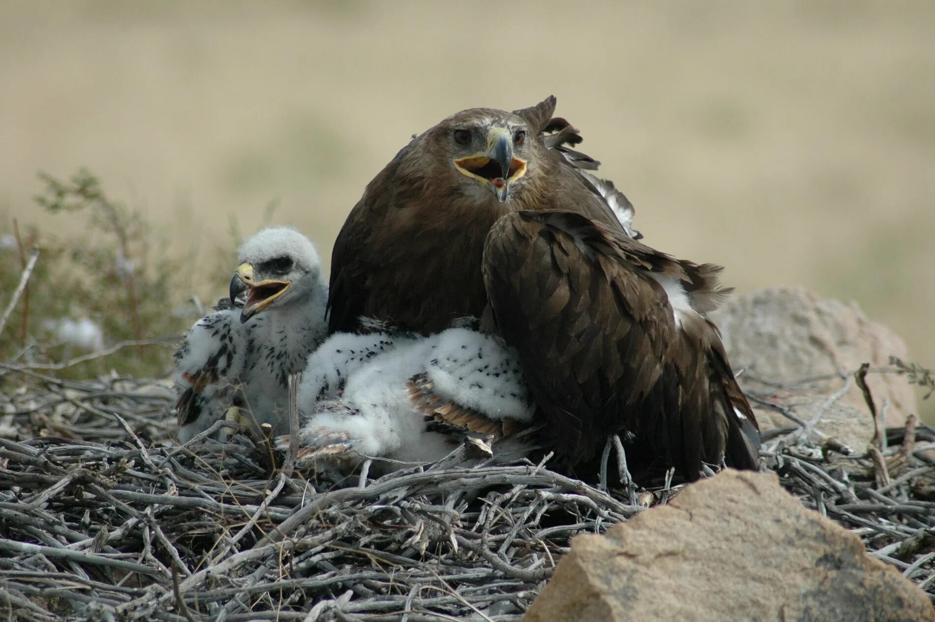 Орленок птенец орла. Сокол сапсан яйца. Хищный птенец. Птенец сапсана. Луговой лунь птенец.