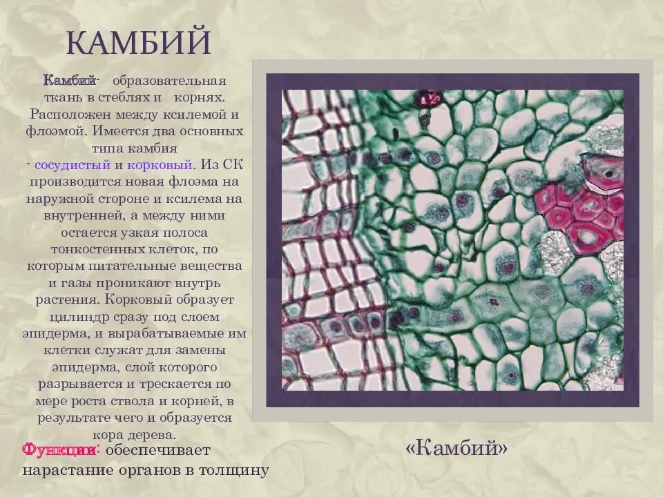 Камбий имеется. Камбий имеется