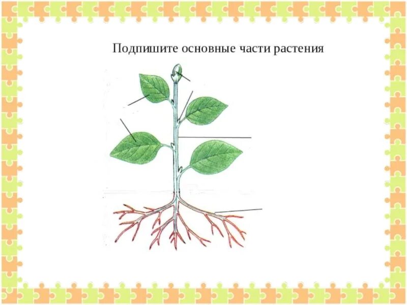 Строение листка бальзамина. Строение листа бальзамина. Строение куста схема для детей картинки. Аппликация культурные растения комнатные растения.