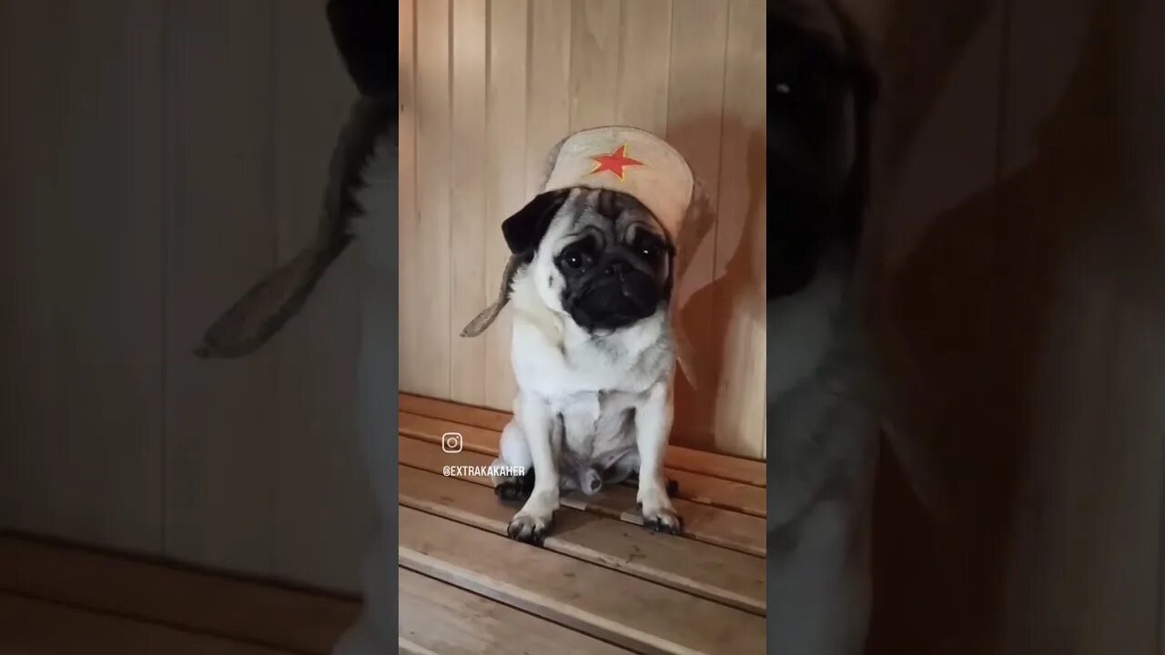 Мопс и хаски видео кузьмич. Мопс кузьмич. мопс самоубийца псковский диктор. в чем секрет мопса кузьмича.