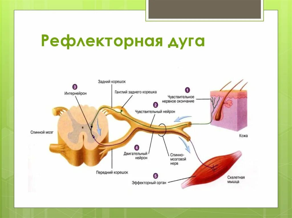 Строение рефлекторной дуги рисунок. Составные части рефлекторной дуги схема. 3 Нейронная рефлекторная дуга. Строение рефлекторной дуги анатомия. Составные компоненты соматической рефлекторной дуги.