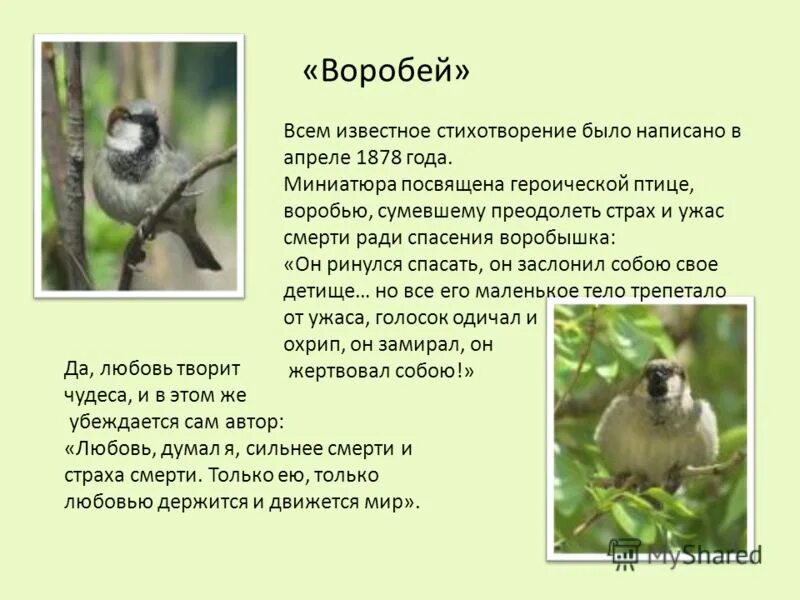 Произведение воробей 3 класс. Стих воробей тургенев. стихотворение в прозе воробей. рассказ про воробья.