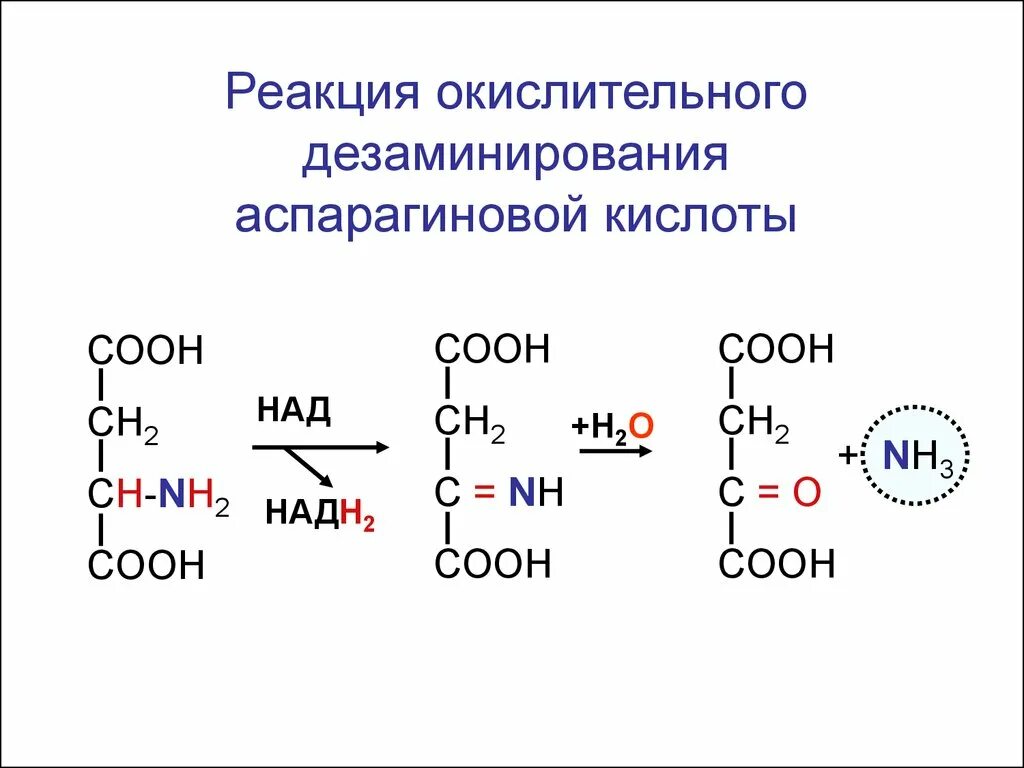 Реакции с образованием двух кислот. Реакция окислительного дезаминирования аспарагиновой кислоты. окислительное дезаминирование аспарагина. окислительное дезаминирование аспарагиновой кислоты. реакция дезаминирования аспарагиновой кислоты.