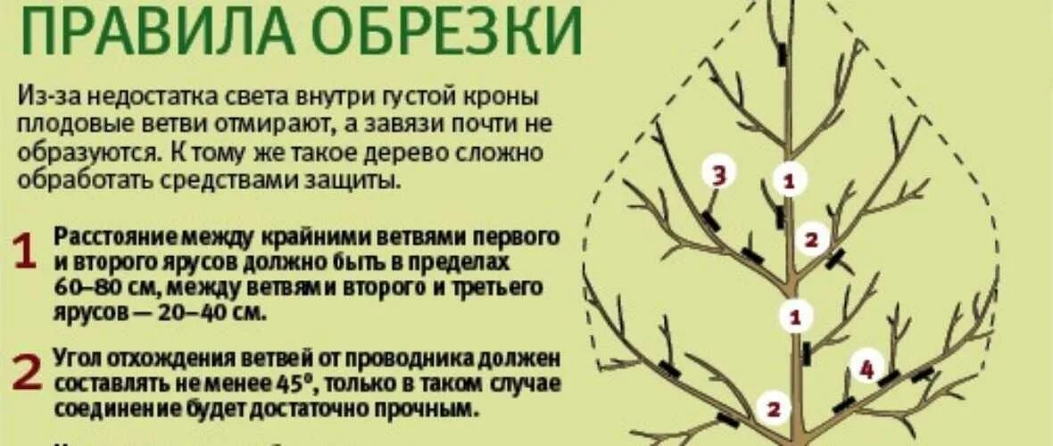 Сроки обрезки плодовых деревьев в подмосковье. Схема обрезки плодовых деревьев осенью. Обрезка декоративной яблони весной. Обрезка плодовых деревьев весной сроки и схема.