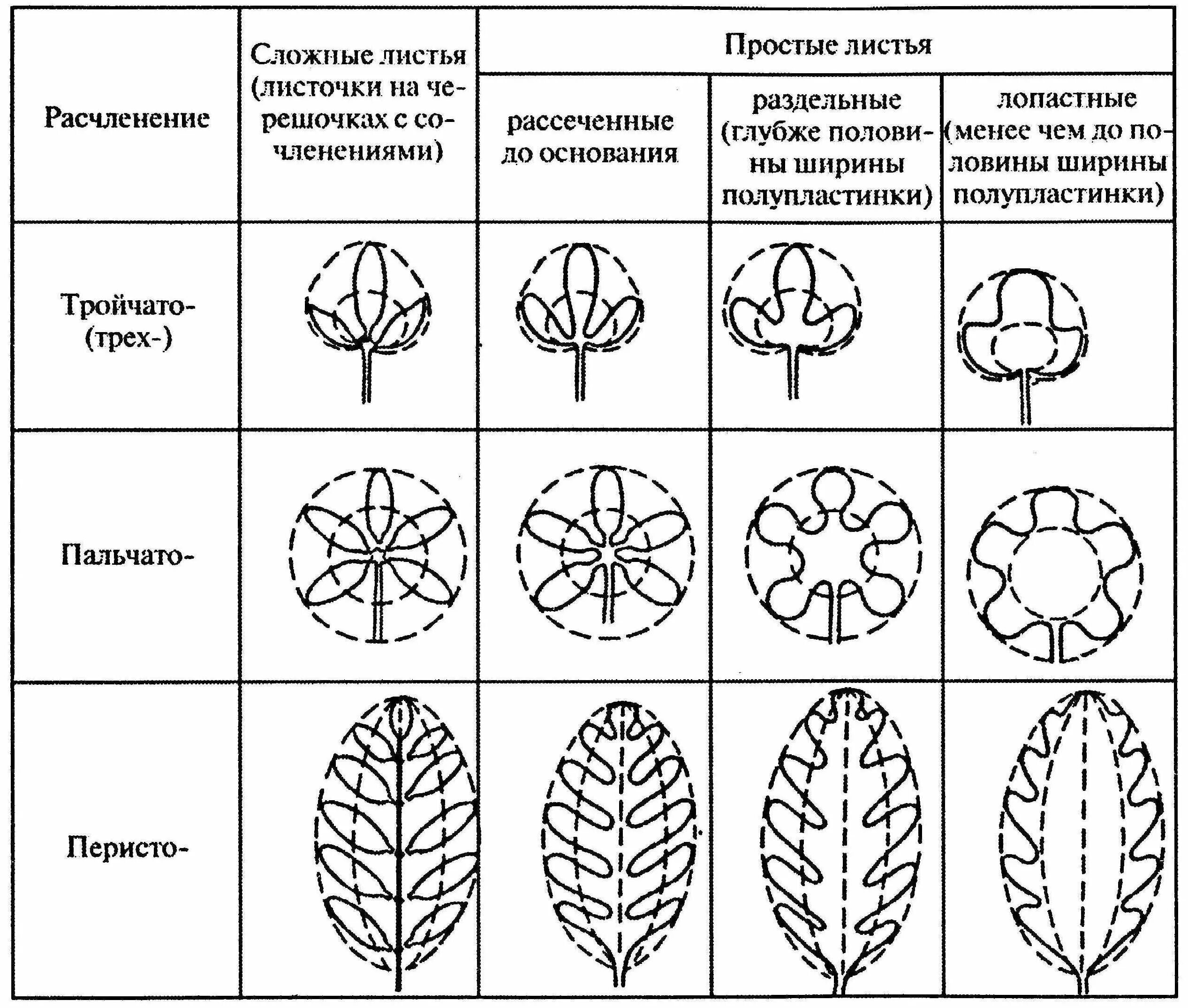 Название растения листья простые. Классификация листьев по форме листовой пластинки. Типы расчленения листовой пластины. Листья по форме рассечения листовой пластинки. Типы рассечения листовой пластинки.