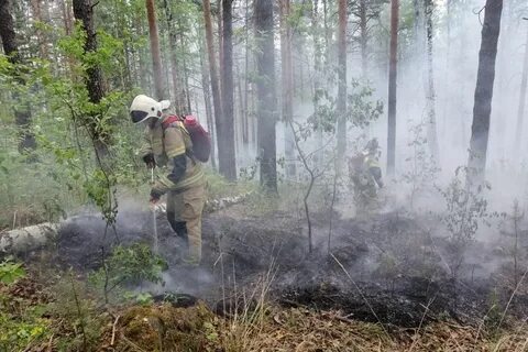 Пожар в лесном массиве