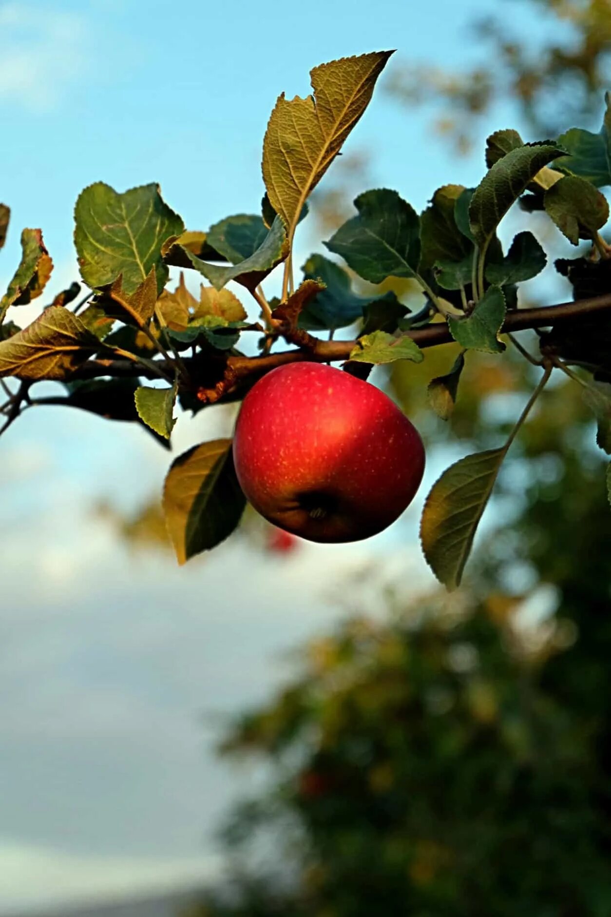 Яблоня телефоны. Яблоня Йона. Яблоки на ветке. Плод яблони. Яблоневый сад.