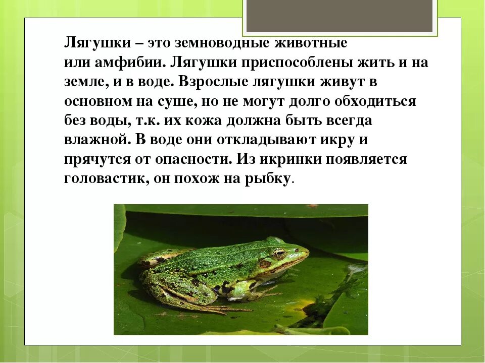 Особенности образа жизни лягушки. Земноводные обитают. Класс земноводные амфибии. Земноводные живу на суше. Место обитания лягушки.