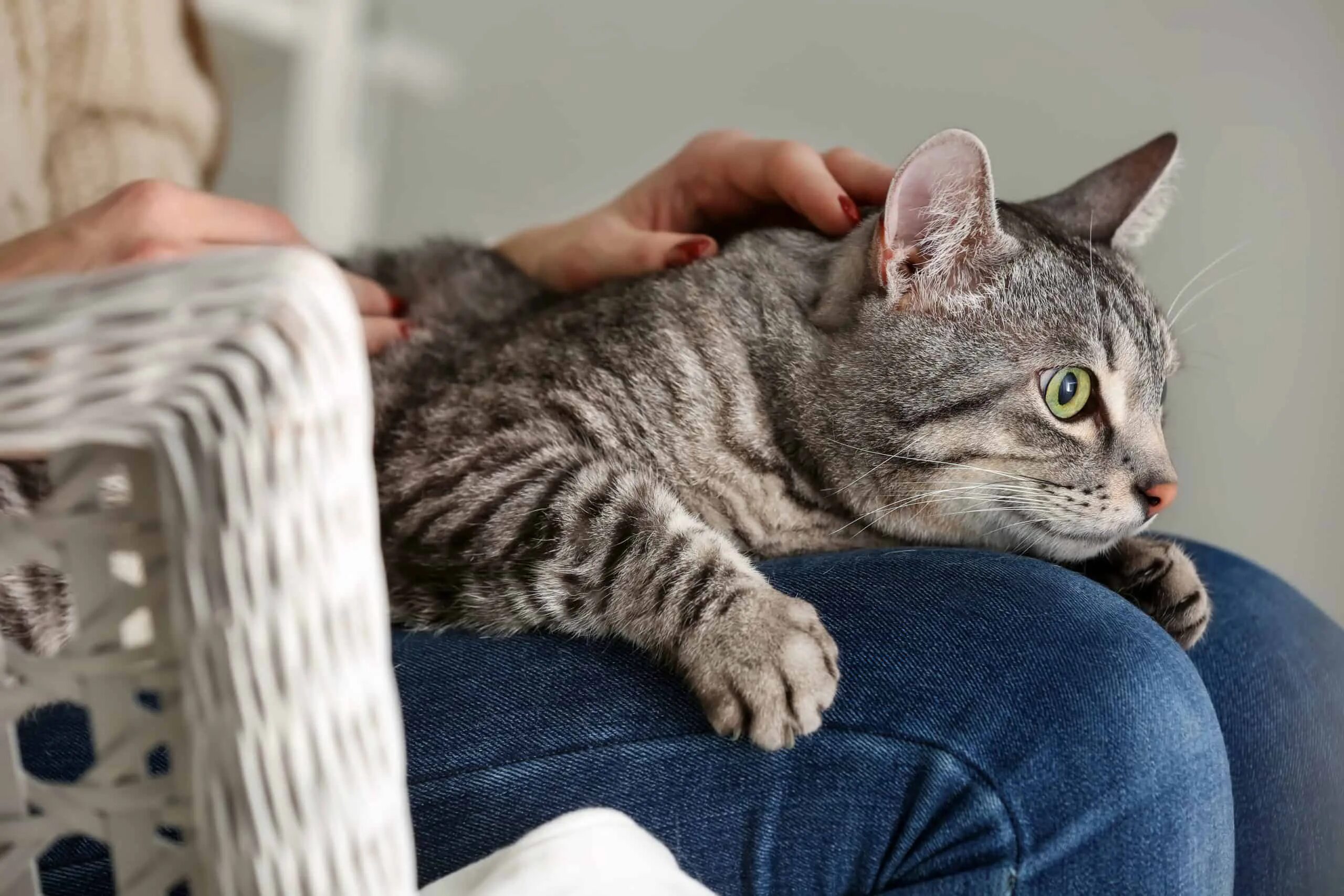 Cats site. Cats site