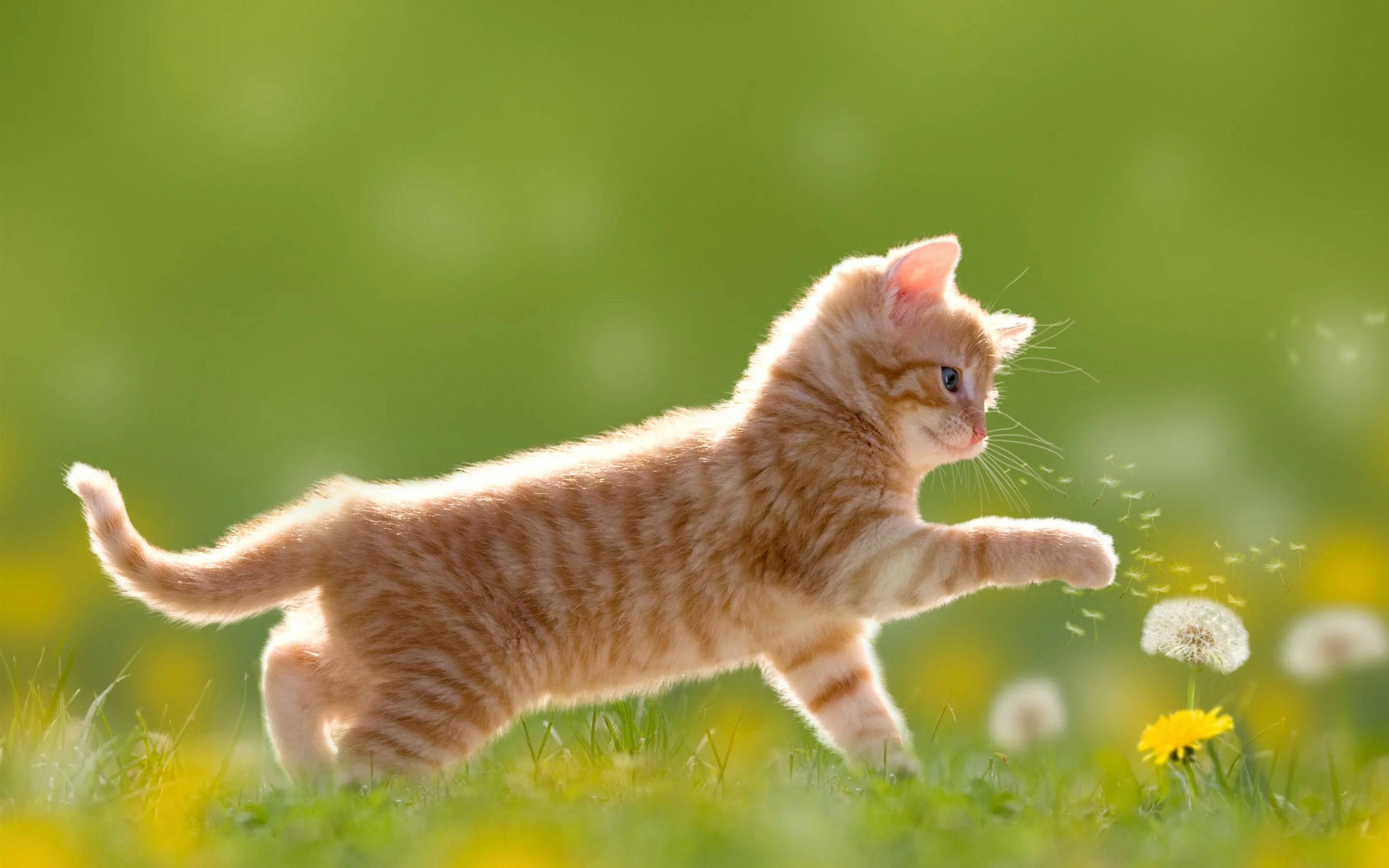 Котенок играет привет. Обои с котятами. рыжий котёнок. котенок в одуванчиках. кошки на рабочий стол.