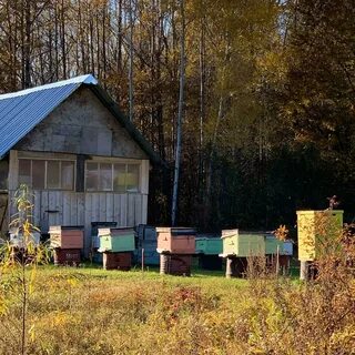 Пчелы белгородская область