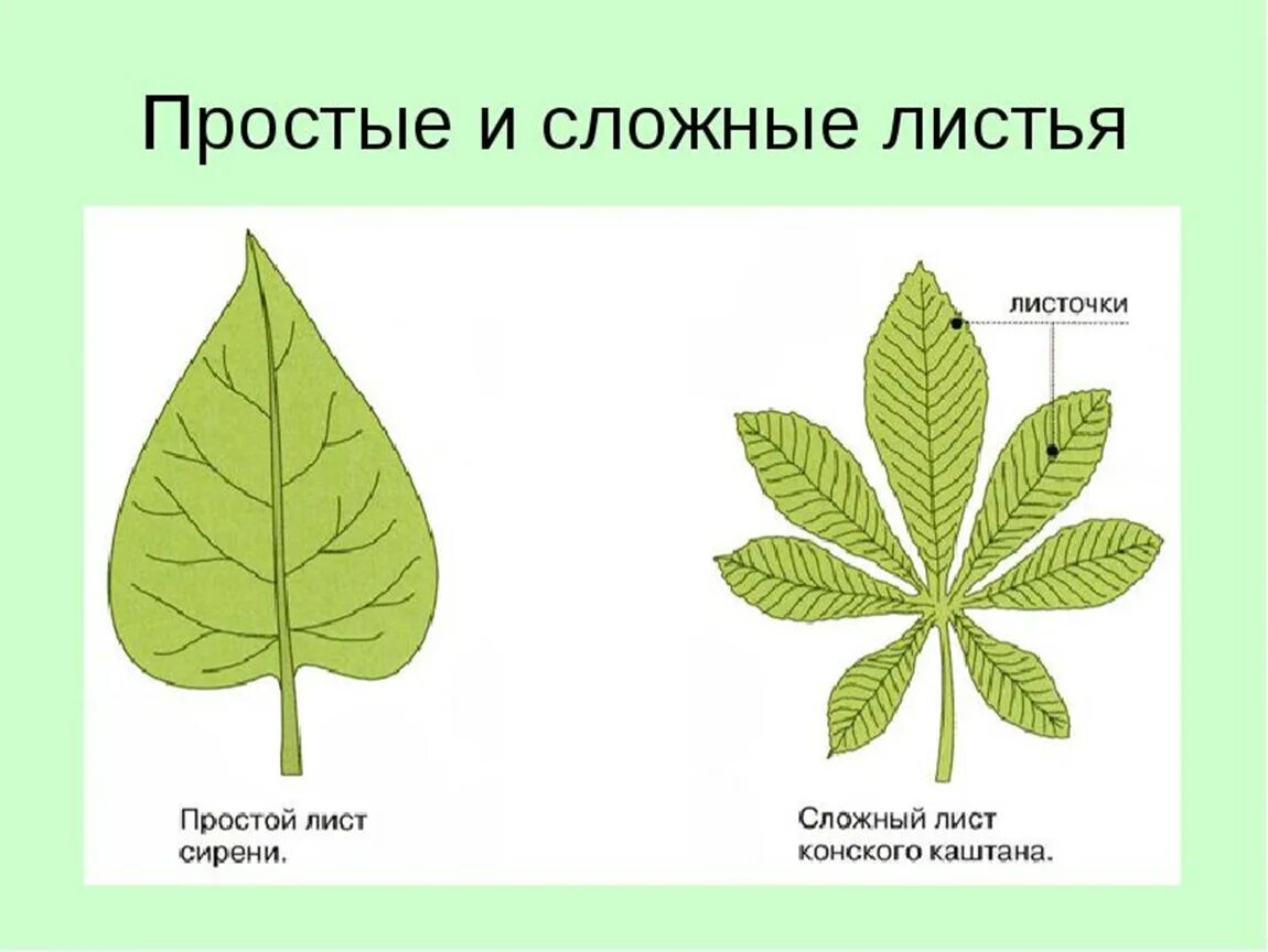 Как отличить листья. Сирень листья простые или сложные. Простые и сложные листья. Простой и сложный шист. Простой Лиат и сдожный.