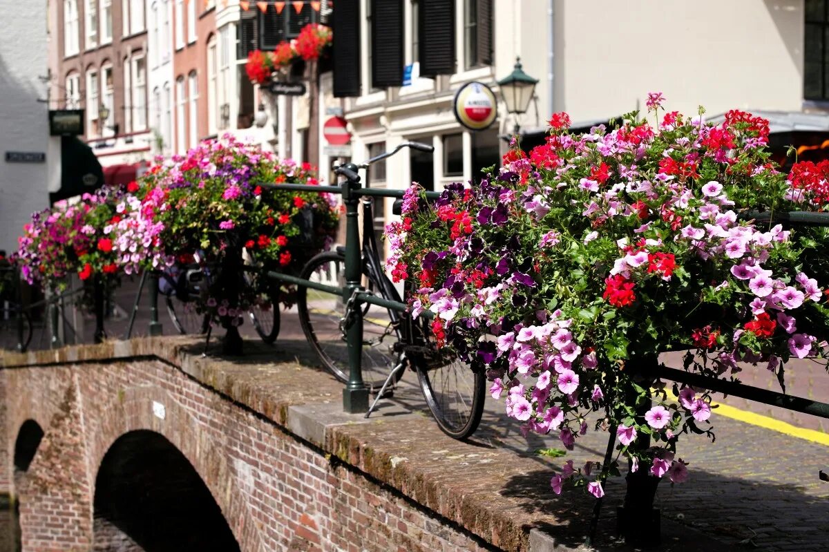 Street of flowers