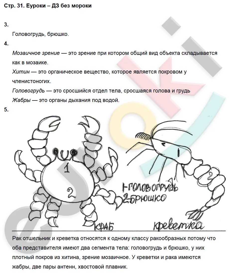 Рак отшельник дышит жабрами. Лабораторная работа биология ракообразные. биология 7 класс лабораторная работа. биология 7 класс лабораторная 7. лабораторная работа по биологии 7 класс ракообразные.