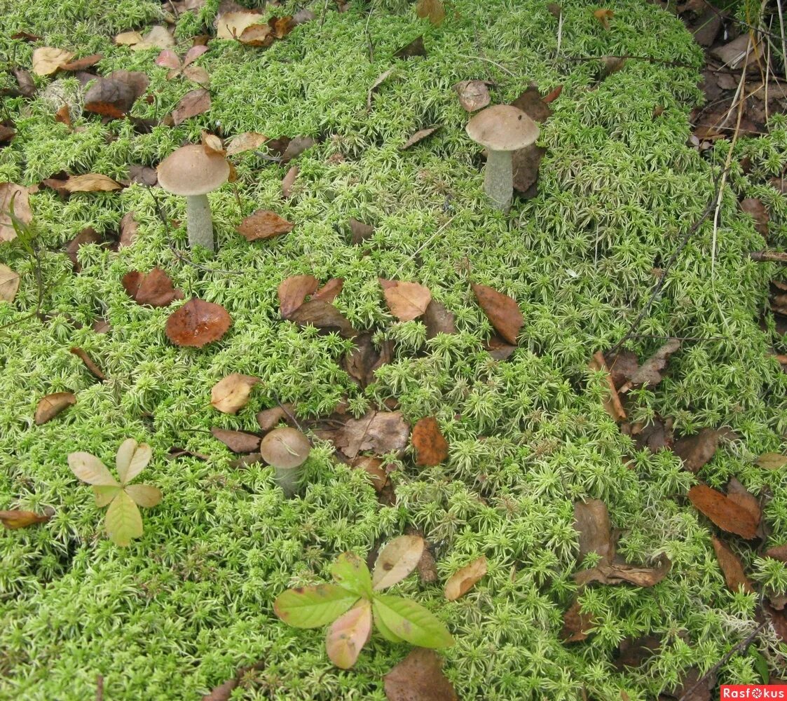 Ранние грибы болотные. Болотные грибы названия. Галерея Болотная гриб. Болотные грибы