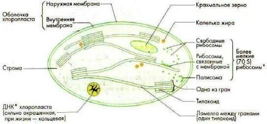 Зерна крахмала в хлоропластах. Схема строения хлоропласта с подписями. Строение хлоропласта рисунок. Строение хлоропласта с подписями. Строение хлоропласта без подписей.