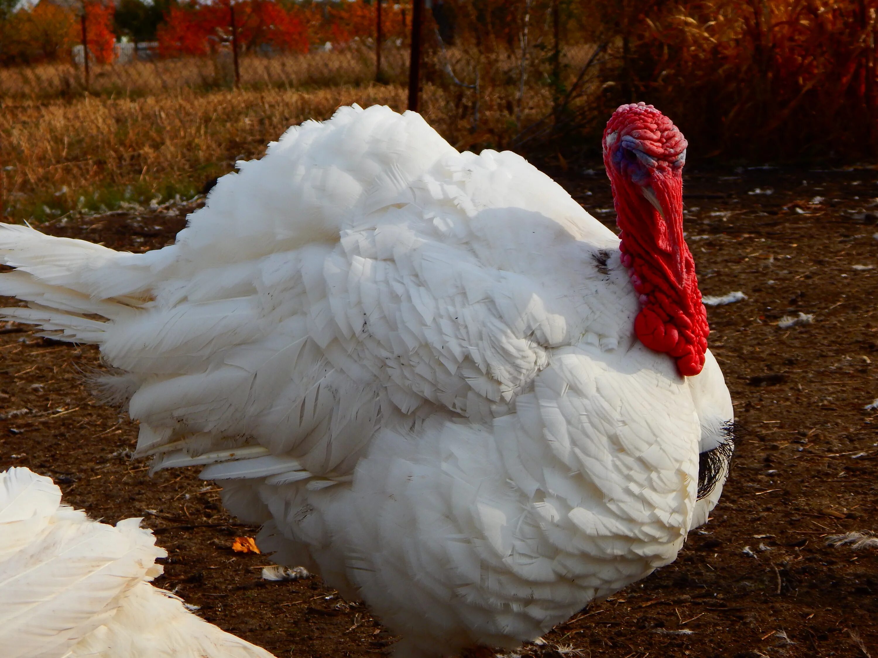 Розовый индюк. Узбекские палевые индюшки. Индюков ростов. Индюки северокавказские палевые. Индюк белый широкогрудый.