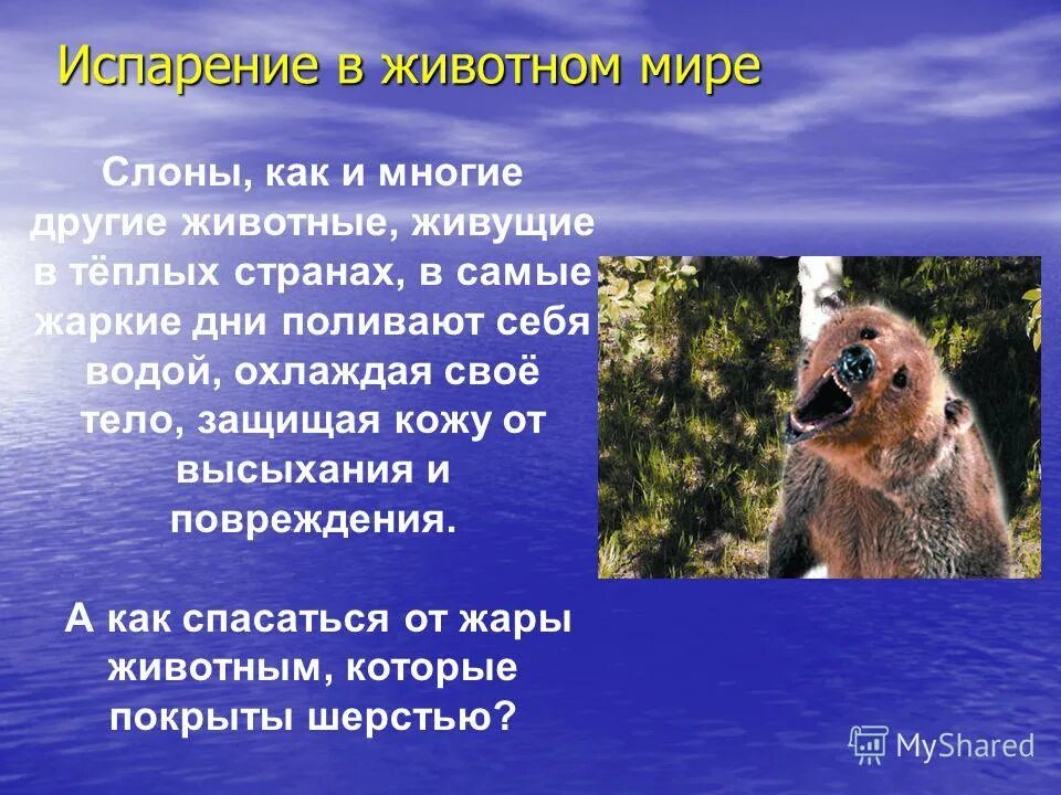 Роль процессов испарения для животных организмов. Испарение у животных. Роль процесса испарения в жизни животных. Испарение животных. Роль испарения в мире животных.