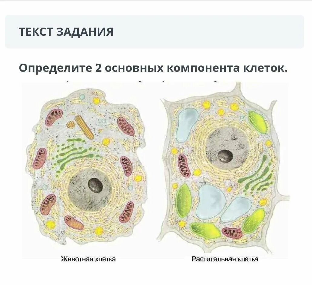 На рисунке изображена растительная. Строение растительной и животной клетки. Строение клетки растений и животных.