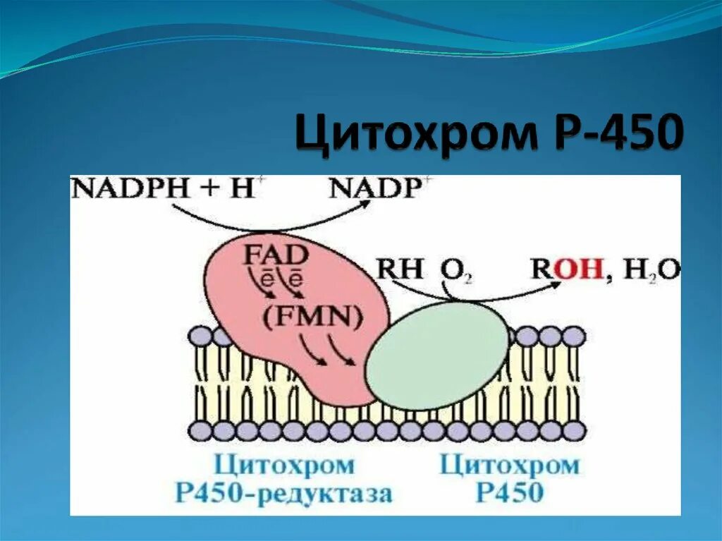 Цитохром р 450. Цитохром р 450