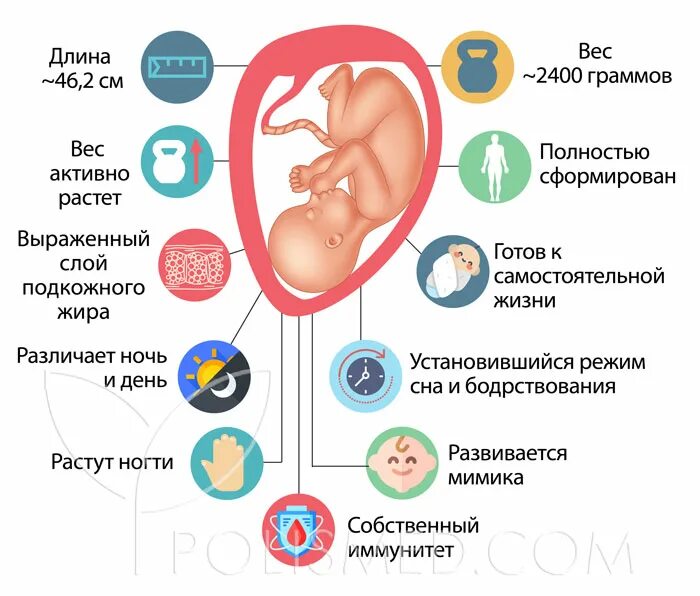 35 неделя какой. Вес ребёнка в 35 недель беременности. Беременность 35 недель рост вес.