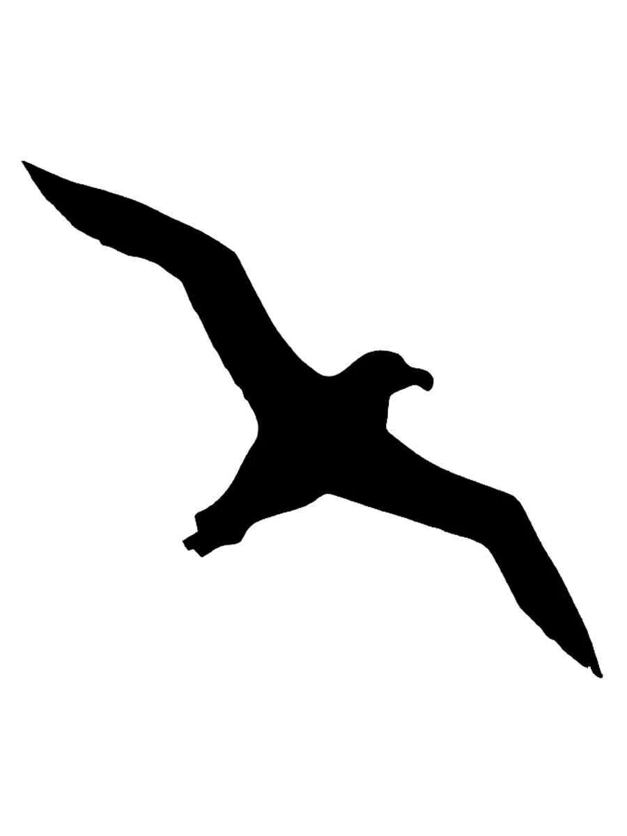 Трафарет чайки. Чайки трафарет для вырезания. Альбатрос силуэт. Трафарет чайки. Трафарет чайки.