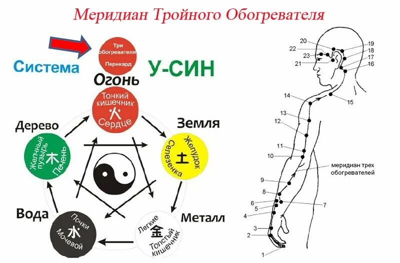 Меридианы человека китайская. Меридианы китайская медицина человека схема. Меридиан тройного обогревателя в китайской медицине. Меридианы человека тройной обогреватель. 12 Меридианов в китайской медицине.