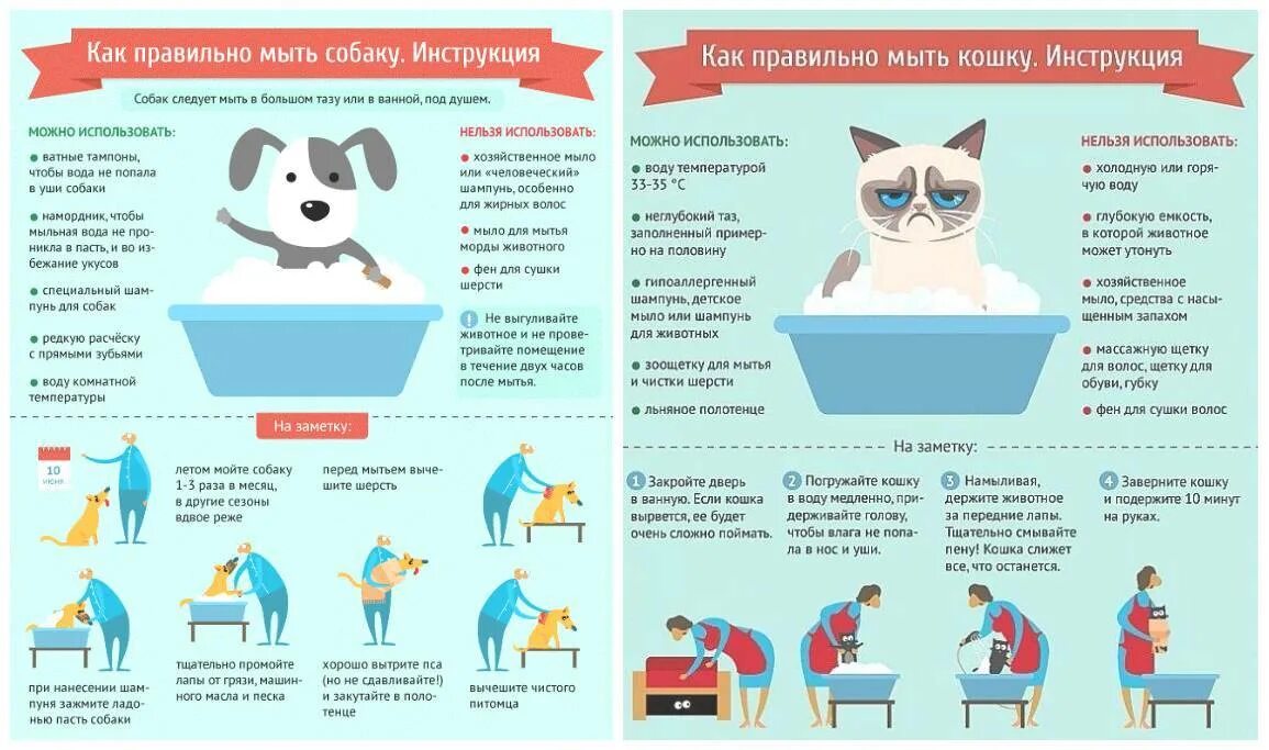 Сколько раз мыть собаку. Инфографика инструкция. Памятка по уходу за домашними животными. Памятка по уходу за собакой. Инструкция в инфографике.