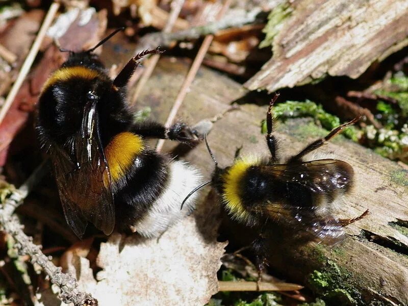 Где живут шмели в природе. Шмель Земляной Bombus terrestris. Bombus Шмель гнездо. Шмель глинистый Bombus argillaceus. Bombus terrestris (Linnaeus, 1758).