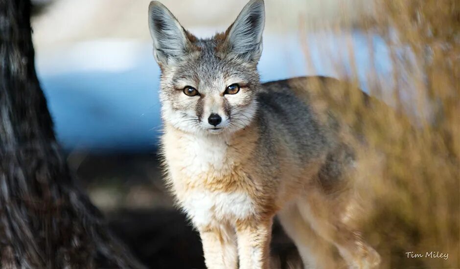 Kit fox. Американская лисица Vulpes macrotis. Степная лиса. Степная серая лиса.