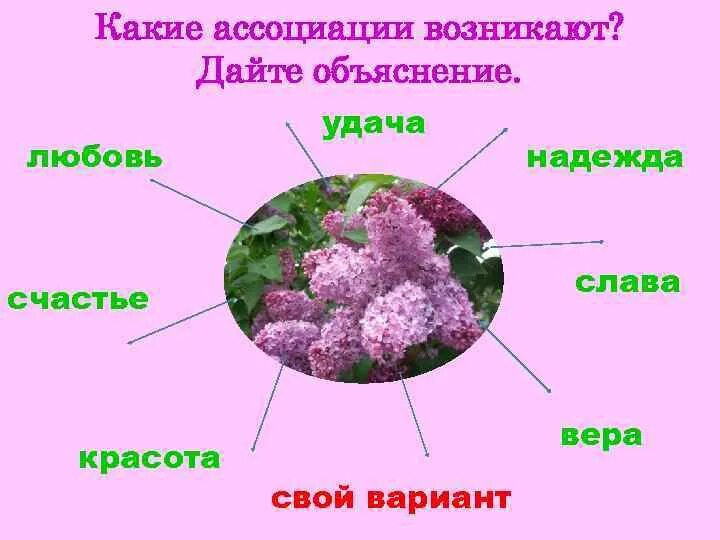 Куст сирени тест 8. Куст сирени куприн. сирень ассоциации. куст сирени рассказ. проект куст сирени.