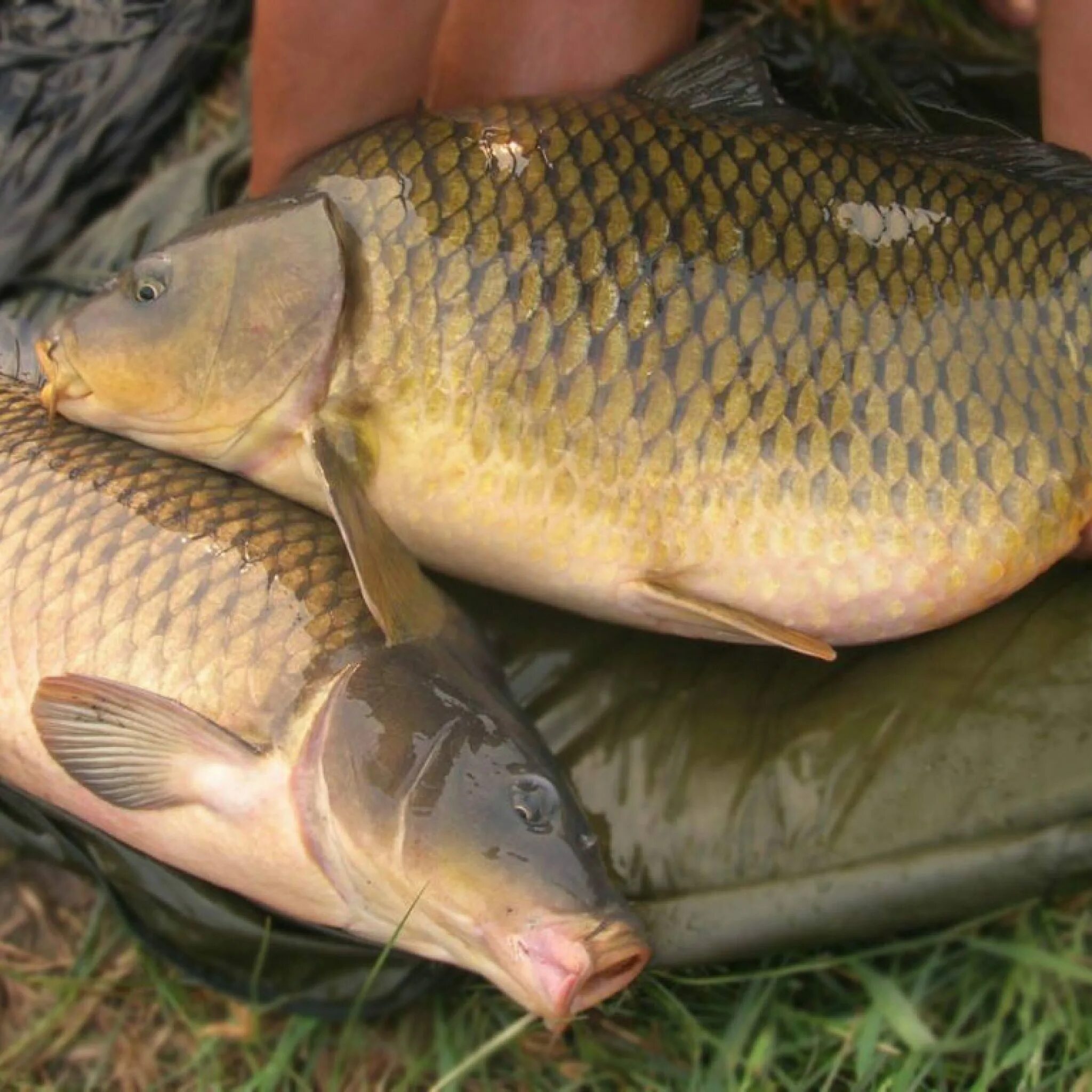 Рыба похожая на карпа. Карп (Cyprinus Carpio). Сазан и Карп. Сазан карповые. Сазан vs Карп.