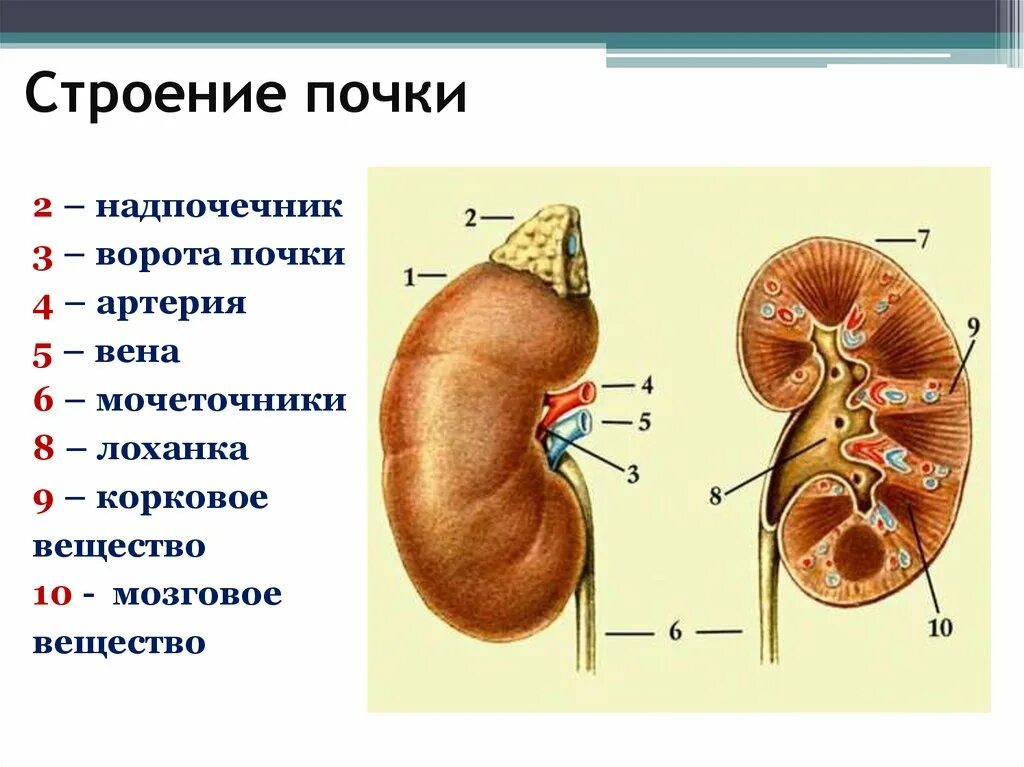 Почки и надпочечники строение. Почки надпочечники анатомия. Строение надпочечников почки система. Строение почки рисунок.