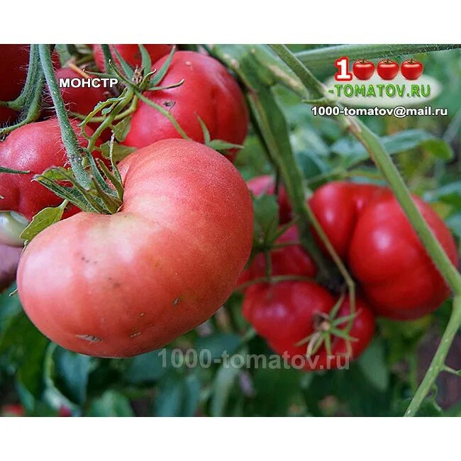 сорт помидор голицын. томаты монстр отзывы. томат тамбовский монстр. томат португальский монстр. сорт томата тамбовский монстр.