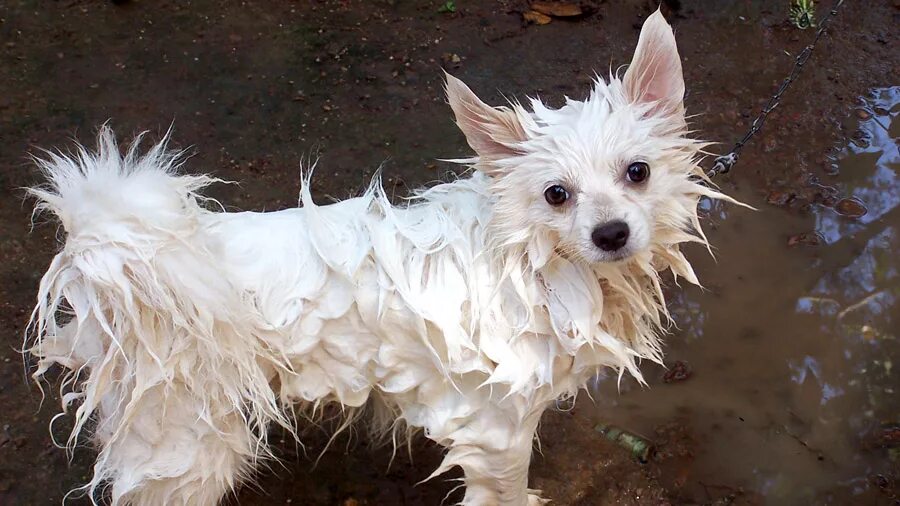 Смешная растрепанная собака. Ньюф ретривер лабрадор. Мальтезе мокрая. Милая мокрая собака. Злая болонка мальтезе.