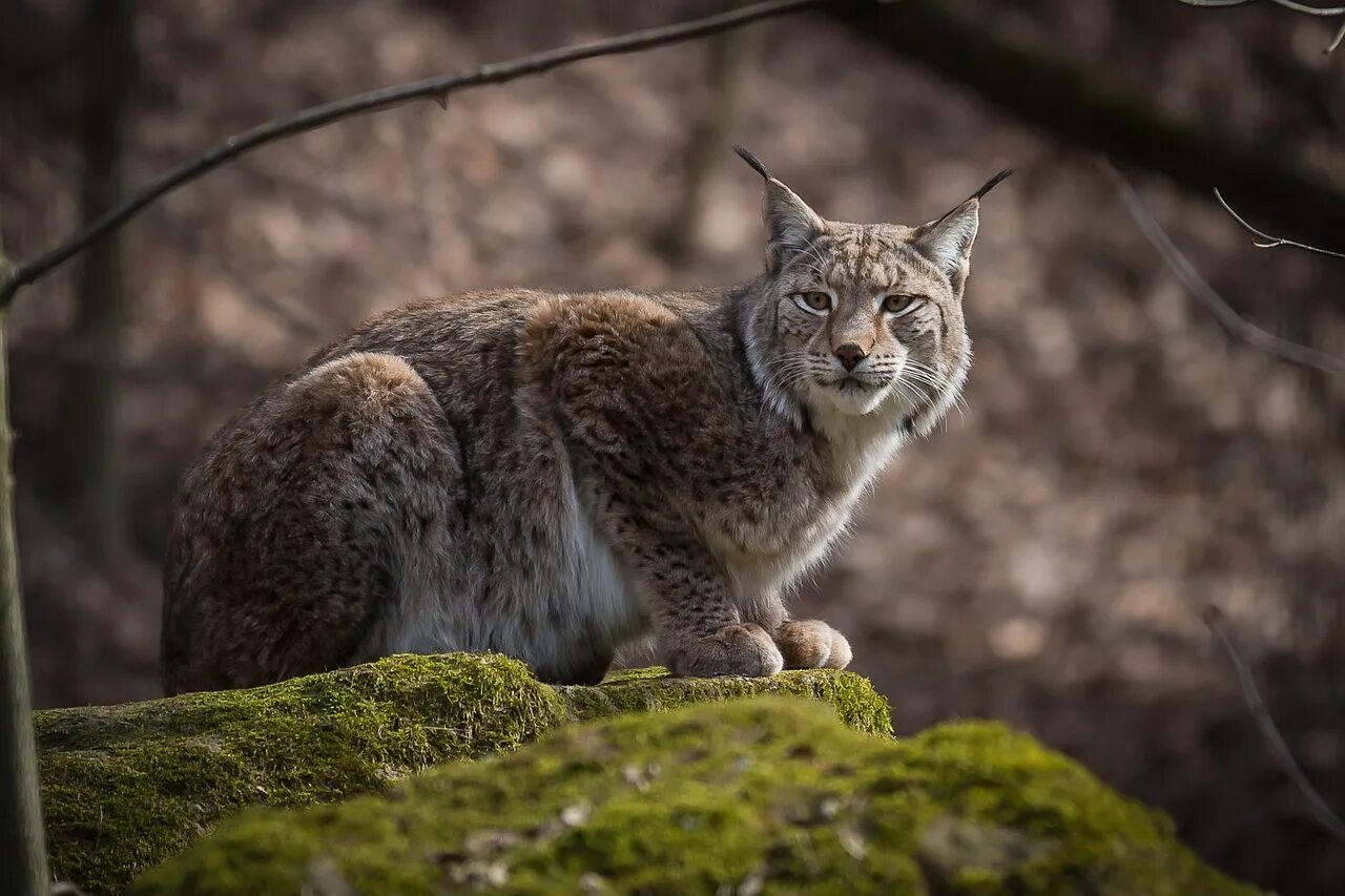 Рысь Линкс. Рысь Felis Lynx. Рысь обыкновенная (лат. Lynx Lynx). Восточно Сибирская Рысь.