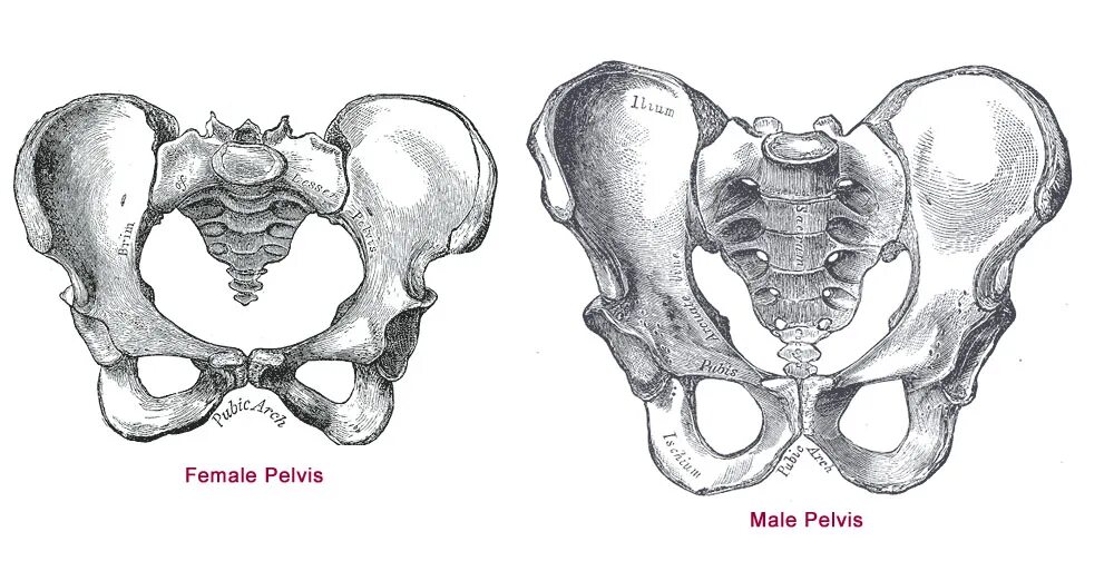 Мужской таз. Мужской и женский таз анатомия. Анатомия таза женщины. Мужской таз анатомия. Расширение таза мужчин