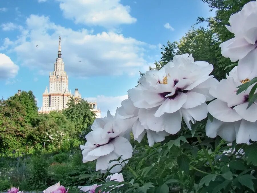 Цветков мгу