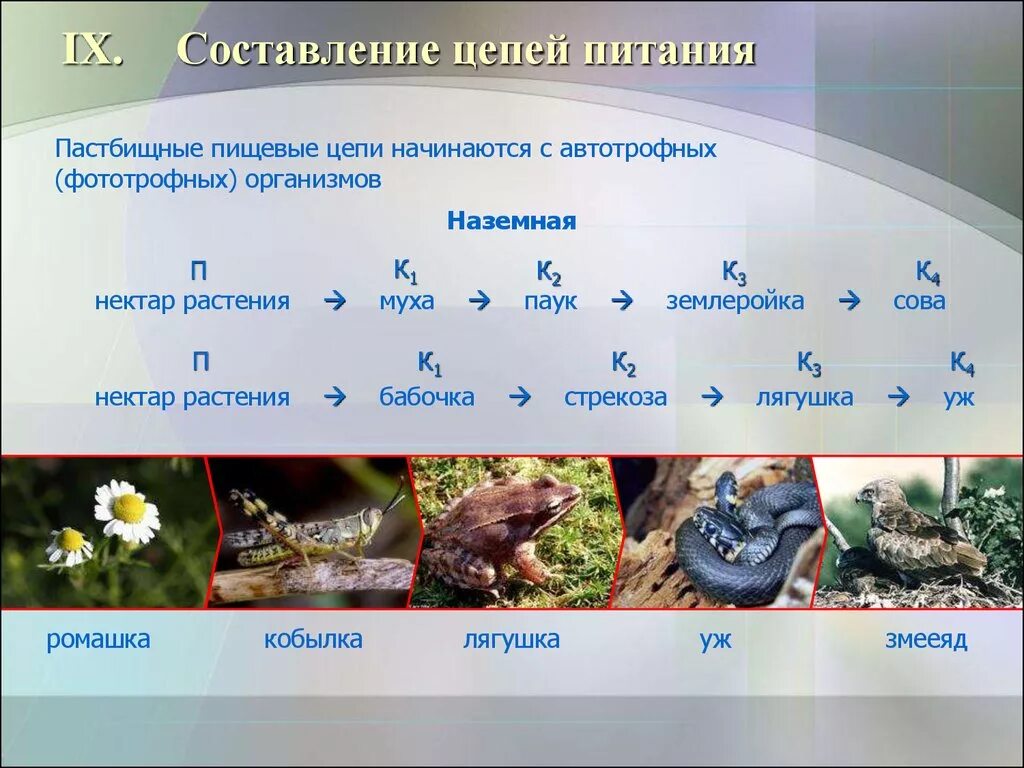 Пастбищная цепь состоит из. Пастбищная и детритная пищевые цепи. Пастбищная и детритная цепь питания. Детритные пищевые цепи озера. Пищевые цепи 1) детритная 2) пастбищная.