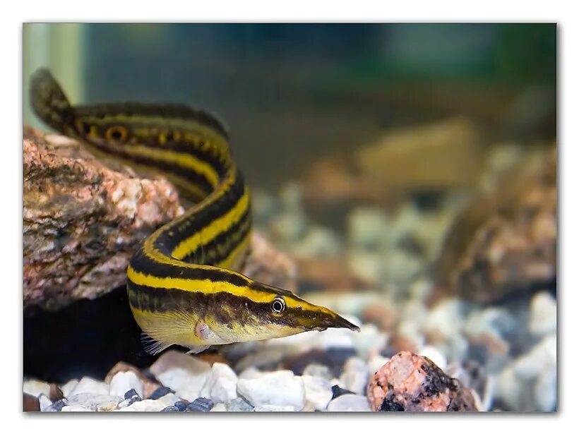 Макрогнатус рыбка фото Макрогнатус глазчатый (Macrognathus aculeatus) купить за 244 руб. ZOOMIX