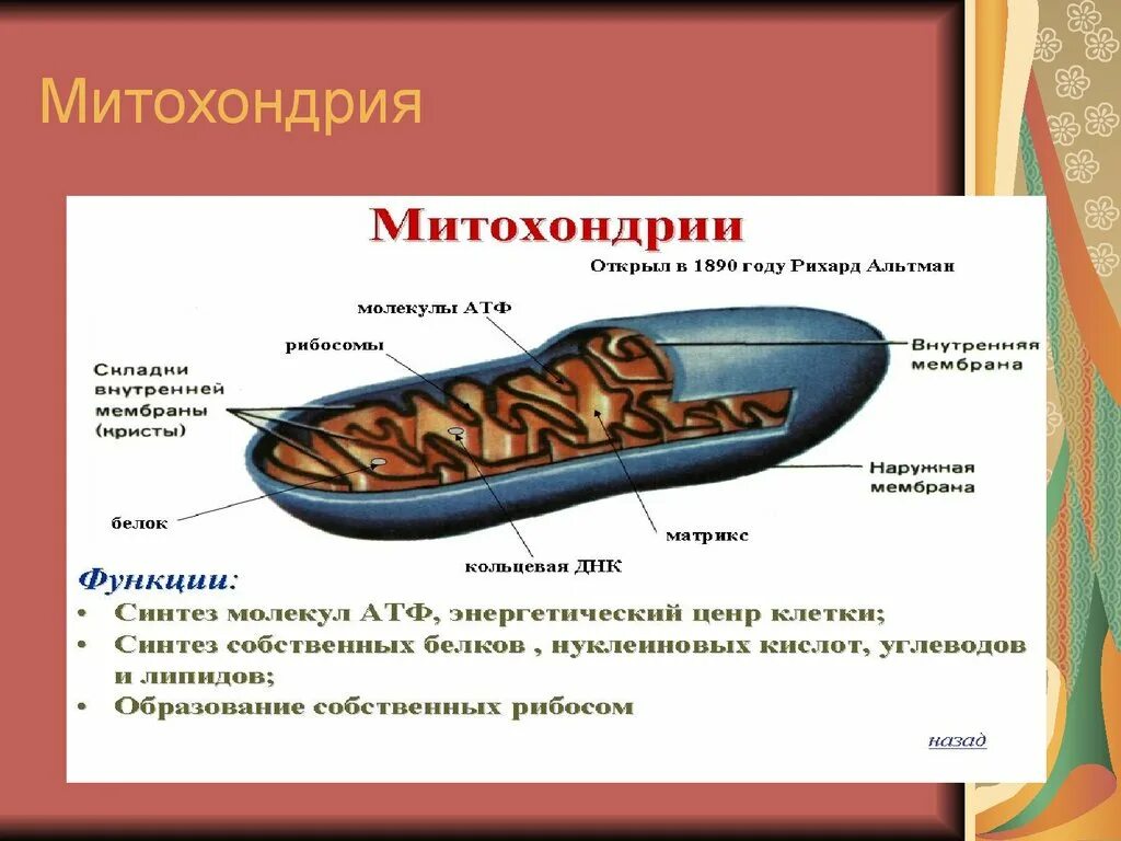 Каковы строение и функции митохондрий. Митохондрия. Строение митохондрии. Митохондрии функции. Митохондрии строение и функции.