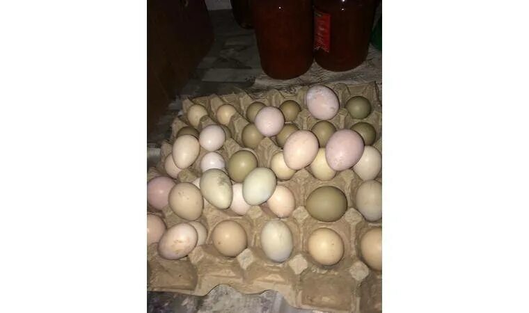 Инкубация яиц фазана. Яйцо инкубации фазан трагопан. Инкубация яиц фазанов серебро. Инкубация яиц ушастого фазана.