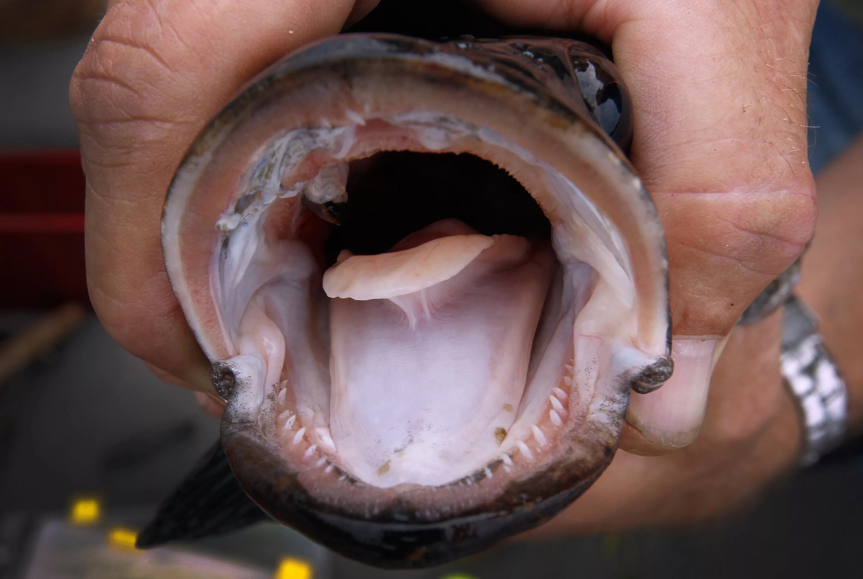 Мокрица-паразит Cymothoa exigua. Вкус рыбы во рту