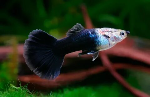 Guppy Tuxedo Black.jpg.