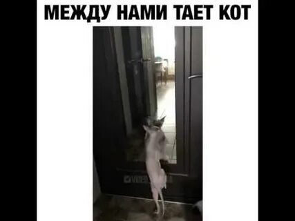Тая кот