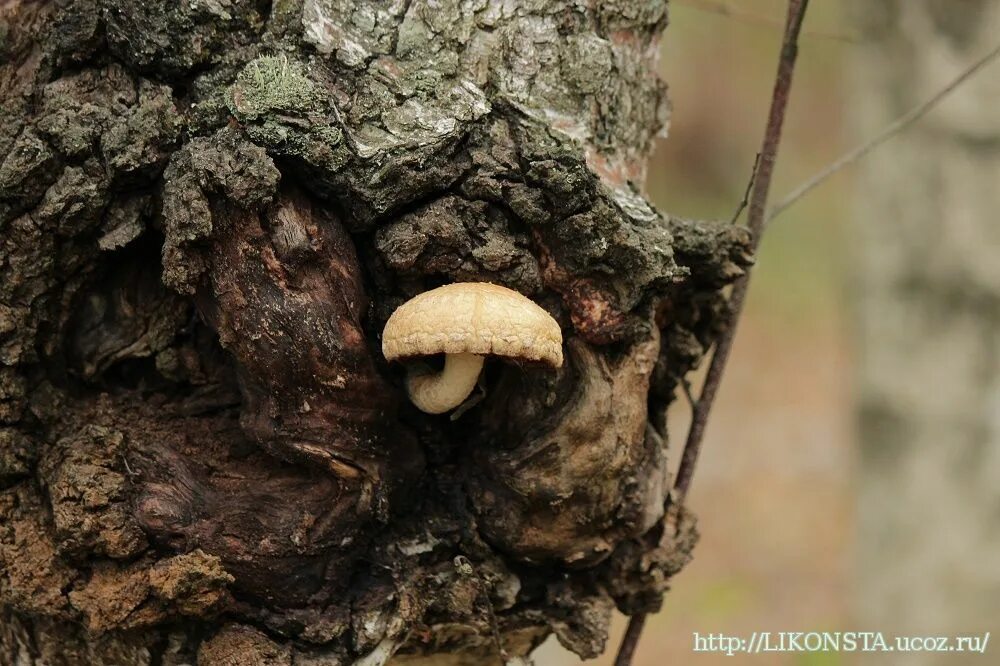 Чешуйчатка разрушающая pholiota populnea. Чешуйчатка разрушающая pholiota populnea. Домовой гриб. Грибы разрушители трутовик. Уничтожить грибницу.