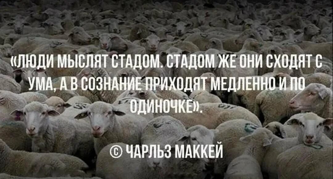 Умерла не приходя в сознание. Стадо людей. Люди стадо Баранов. Бараны толпа. Не будьте стадом Баранов.