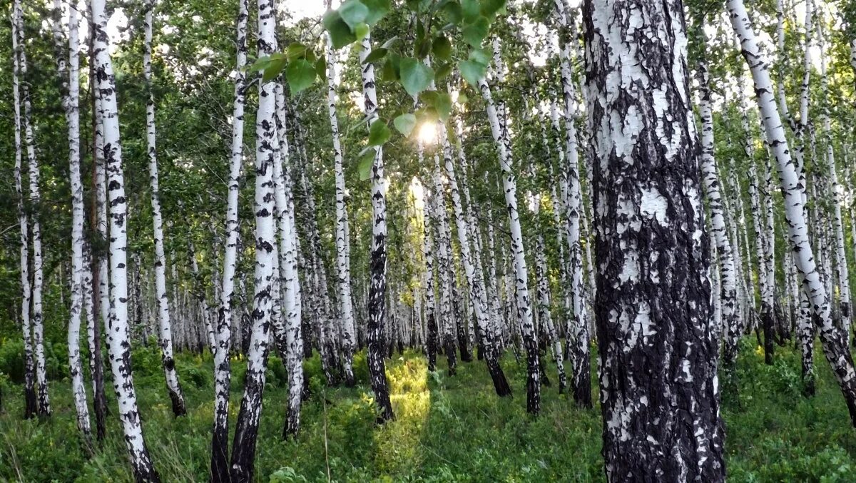 слушать белые березоньки