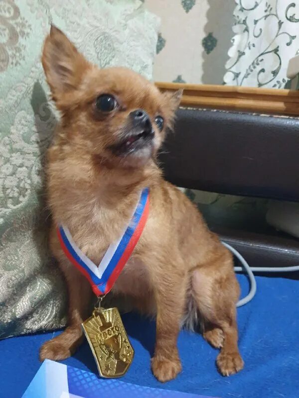 потеряшки брянская область. норильская ветеринарная клиника. подобрали собаку ульяновск. рахит у щенков немецкой овчарки 3 месяца. потеряшки брянская область.