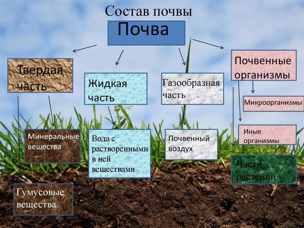 Как понять какая почва